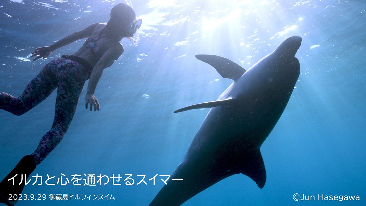 野生のイルカと泳ごう！「イルカとの出会い名場面集」｜海の生き物