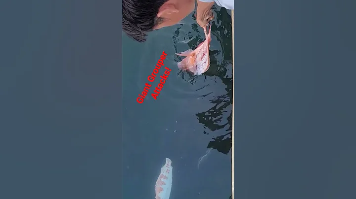 Giant Grouper Attacks! Nearly Takes Hand!  #shorts #fishing #goliathgrouper