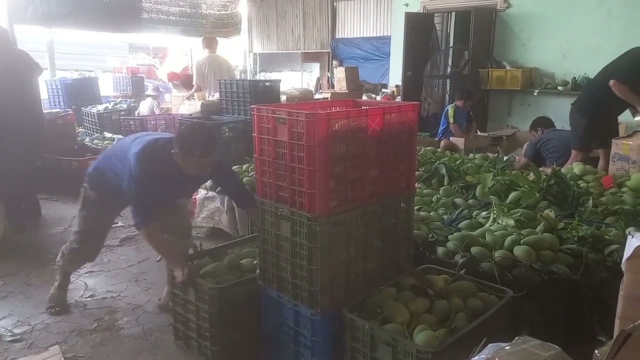 Cập nhật giá xoài hôm nay 23/2/2026 tại định quán đồng nai 