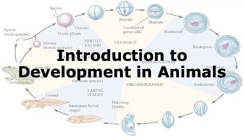 Introduction to Animal Development