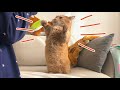 遊んでほしくて思わず立ち上がっちゃった短足マンチカン!