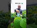 farming reel #shortsfeed #edit #farming #explore #nature #kisan #dailylife #villagelife #new #viral