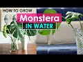 How to Grow Monstera in Water