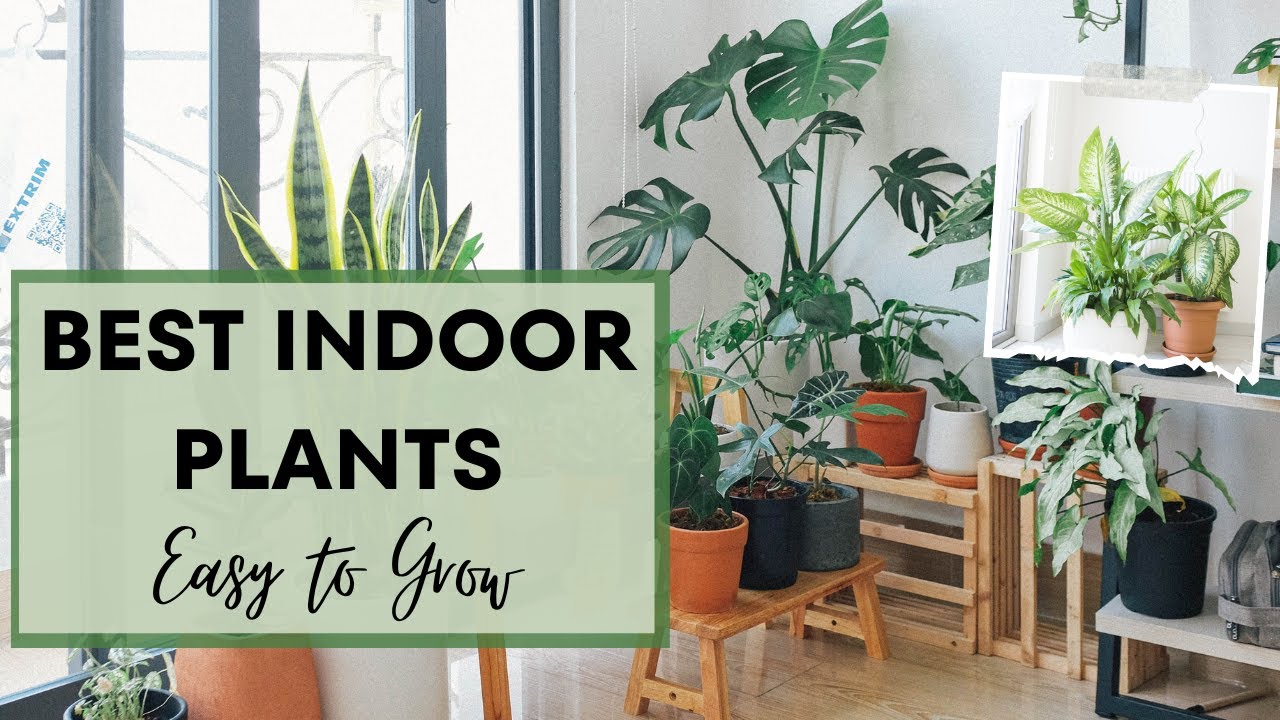 Best Indoor Plants Easy to Grow Indoor Plants BIOLOGYBIODIVERSITY