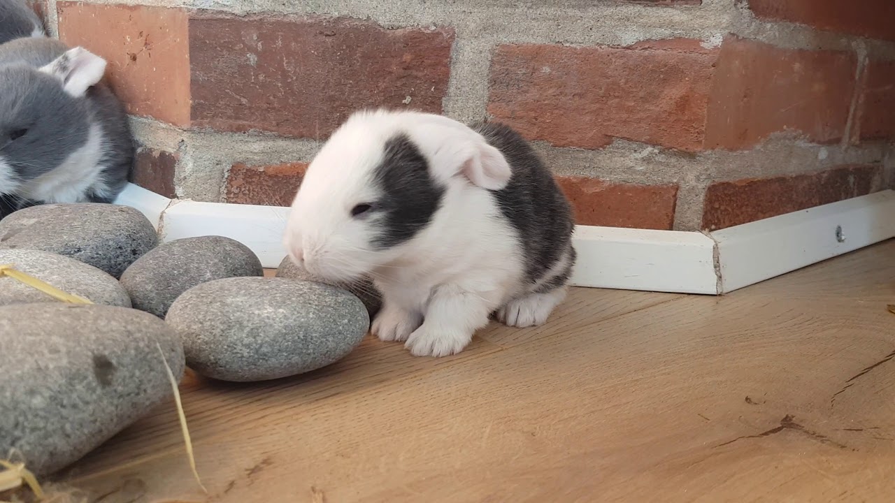 French lop bunny 14 days old. 