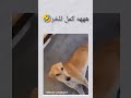الشعب الصيني ماله حل 1million اغاني Ronaldo Football Foryou تصميمي ش Shorts مضحك الشعب الصيني ماله حل 1million اغاني Ronaldo Football Foryou تصميمي ش Shorts مضحك