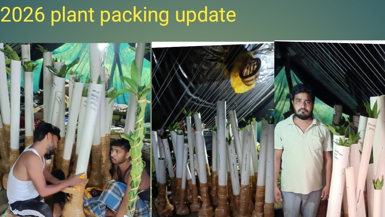 2026 online plant packing update 