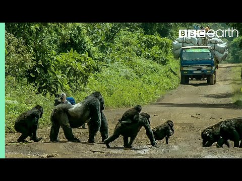 Silverback Gorilla Stops Traffic to Cross Road | Gorilla Family and Me | BBC Earth