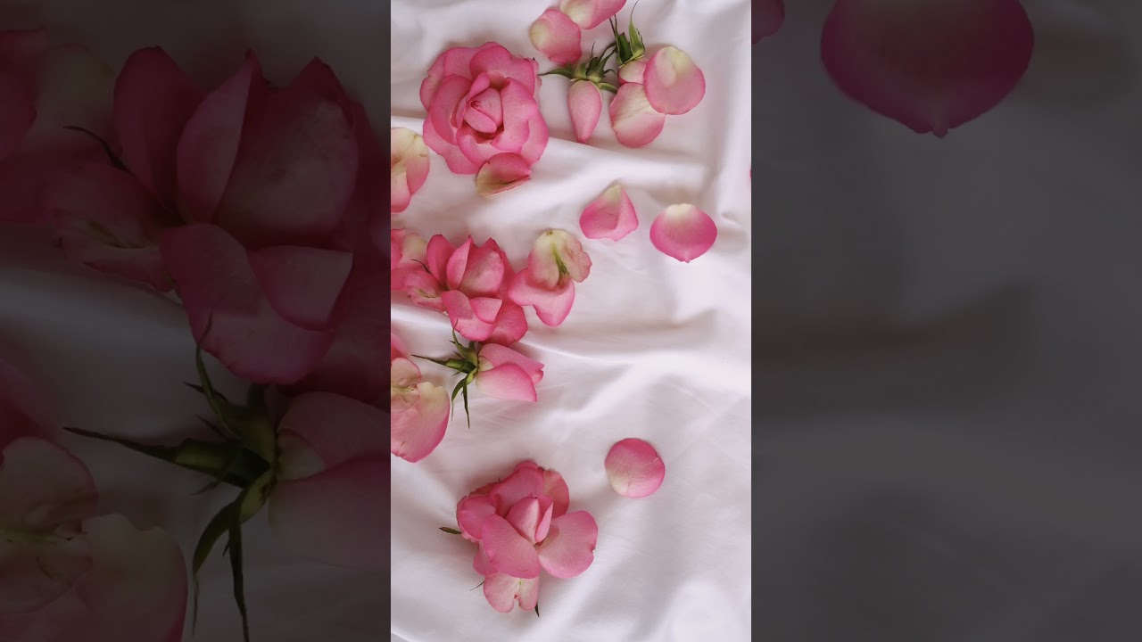 Pink Flower Petals | Time Lapse | Clip | Montage