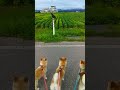 校長先生のお話 #Shorts
