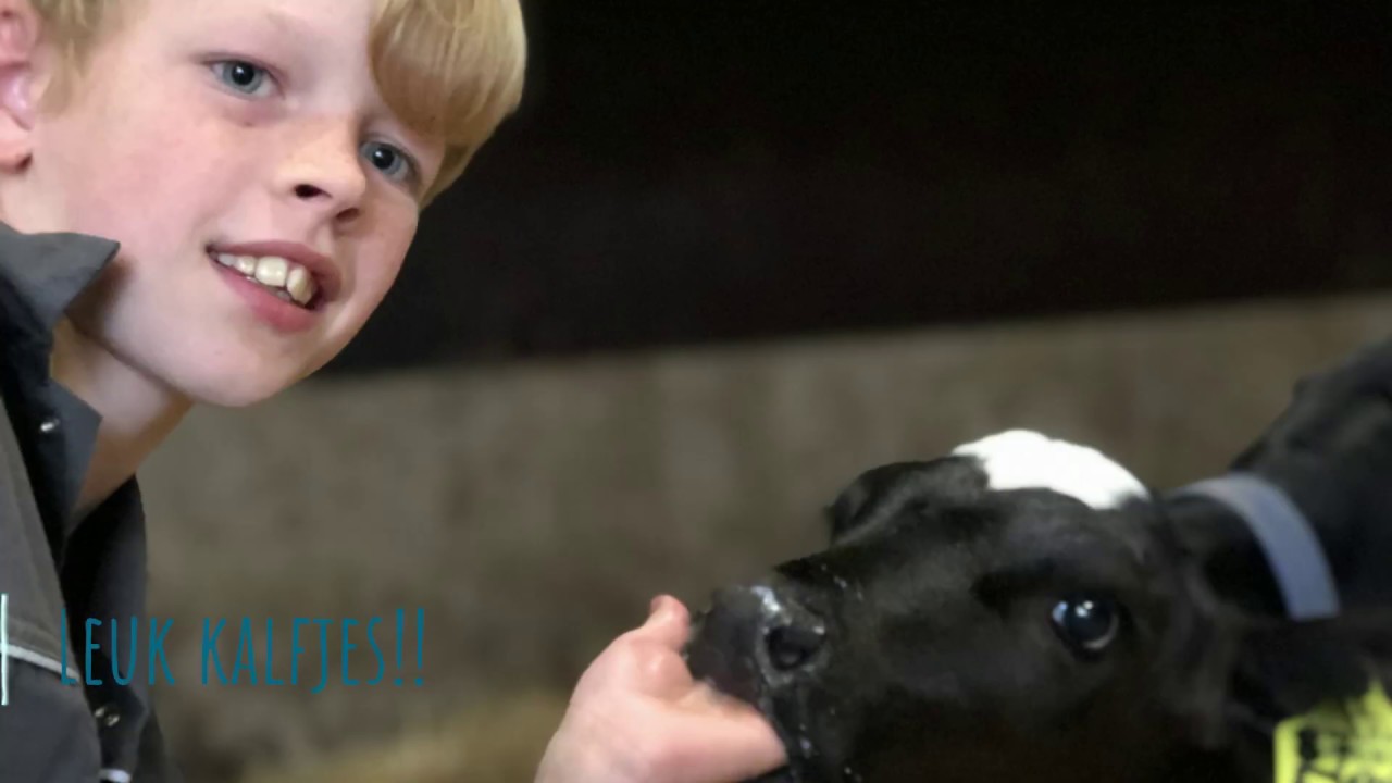 Kijk, zo voeren wij onze kalfjes