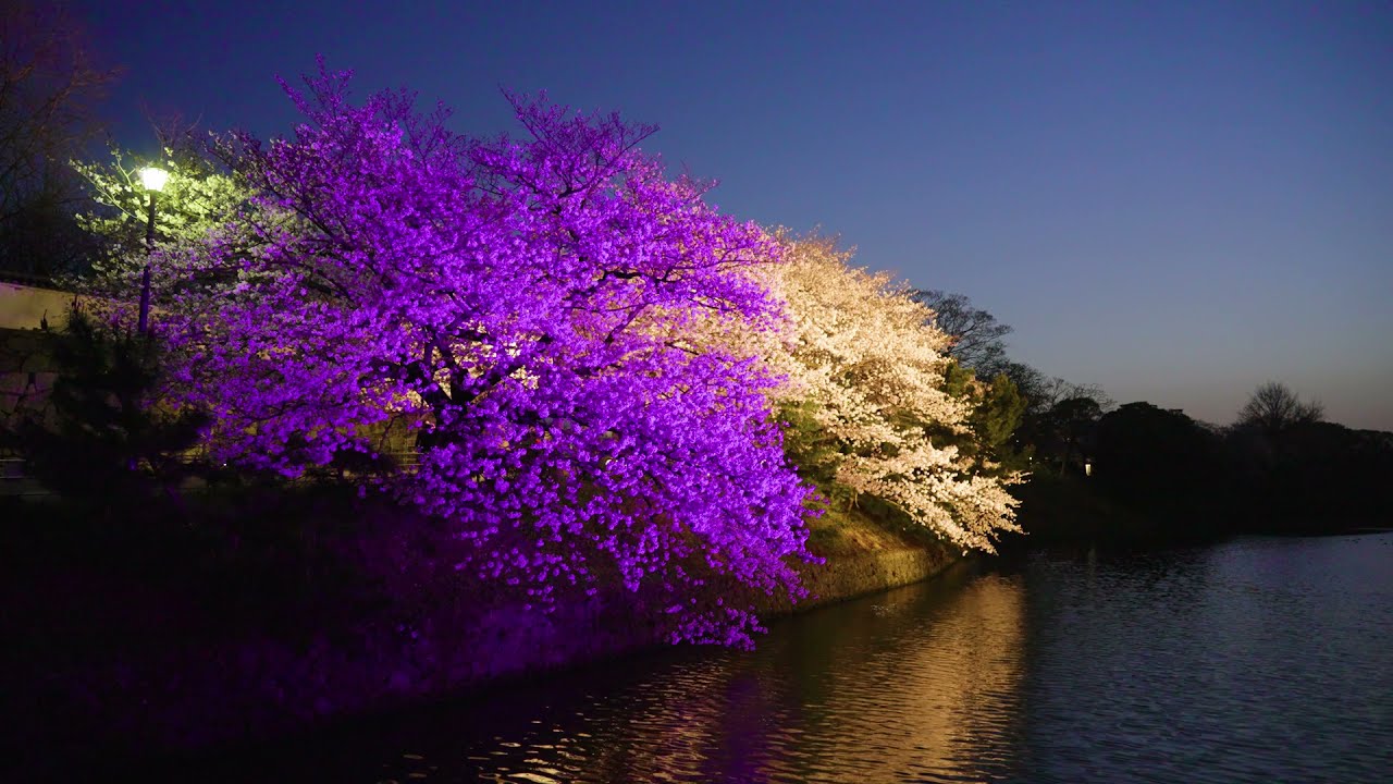 福岡城さくらまつり 夜桜動画 今年度の様子 記録用としてライトアップした夜桜の様子をご覧頂けます Youtube