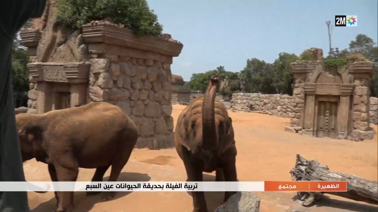 تربية الفيلة بحديقة الحيوانات عين السبع