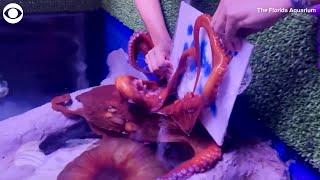 Web Extra Octopus Uses Tentacles To Paint