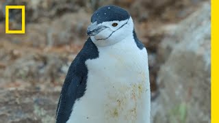 Clattering Penguins and Naughty Seals | Epic Adventures with Bertie Gregory on Disney+