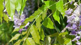 Chinese wisteria (Wisteria sinensis) - Plant Identification