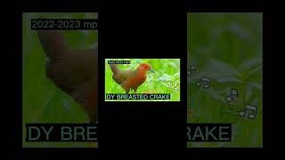 (FAMILY RALLIDAE BIRD) WHITE BROWED CRAKE | RUDDY BREASTED CRAKE | RED- LEGGED CRAKE #huntsman_ph