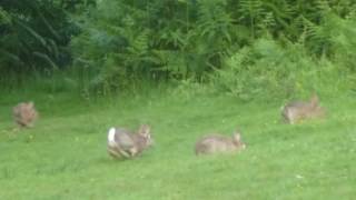 Famous Wild rabbits playing in the dusk. Net Worth