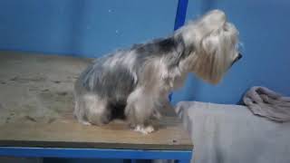 Bay Tuna Pet Kuafor Itina Ile Sunar