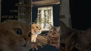 Я наверное была... #кот #котики #funnypets #рекомендации #семья #subscribe #shorts #мемныекоты #втоп