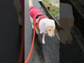 雨ニモマケズ