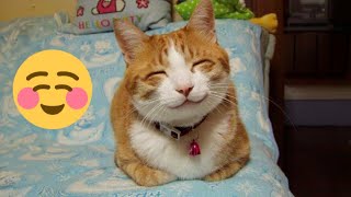 FUNNY CATS VIDEO 2024 😂 Funniest CAT 13 😺