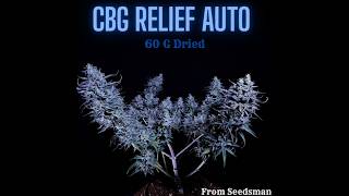CBD Relief Auto from Seedsman– 60g Dried | Seed to Harvest