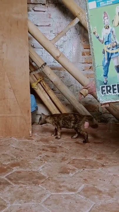 kucing jadi penontpn🙀#shorts #kucing #jadi #penonton #shortsviral #viral #vidioviral #vidioterbaru