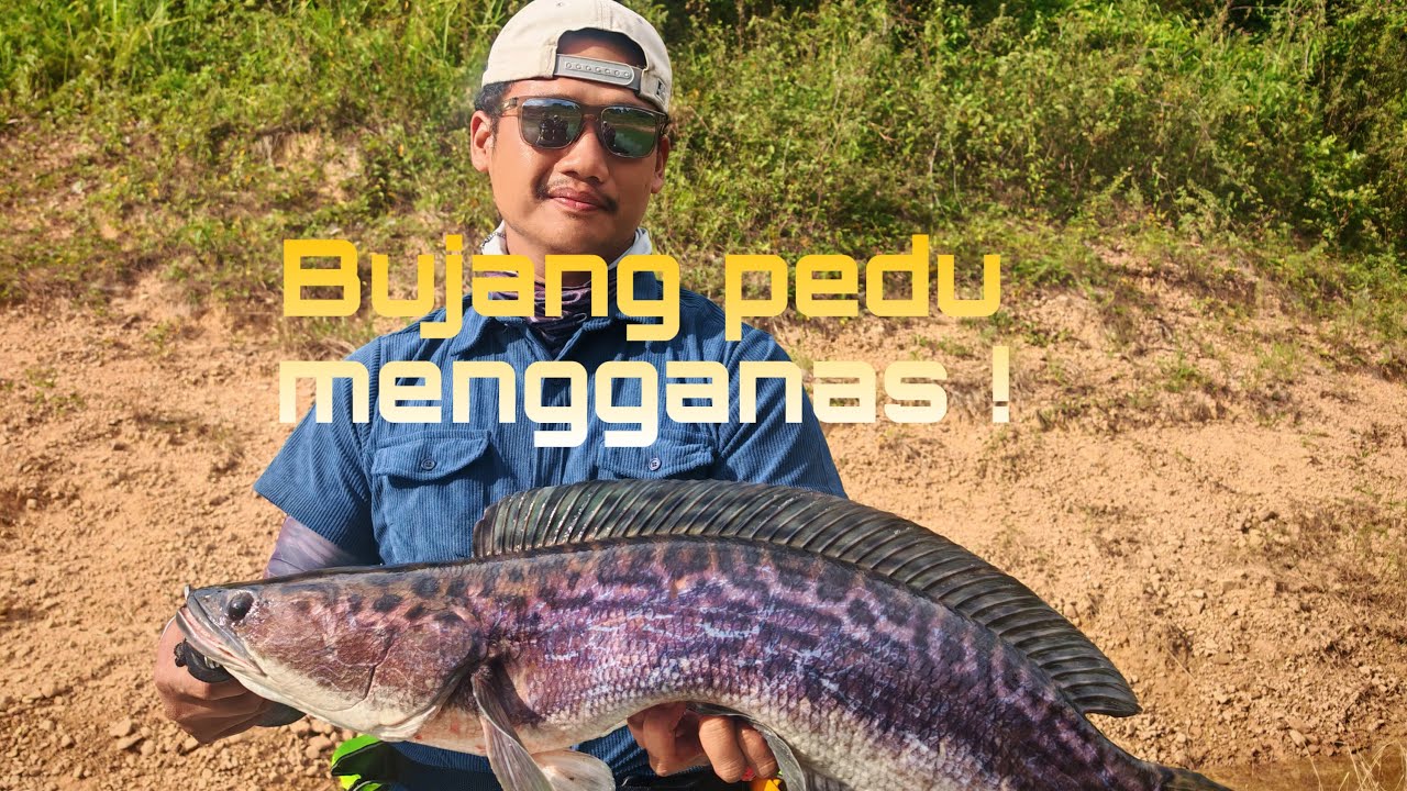 TOMAN TASIK PEDU ! HARI KE-3 Di KEDAH | SHIMANO CURADO M | EUPRO CHANNA KILLER 
