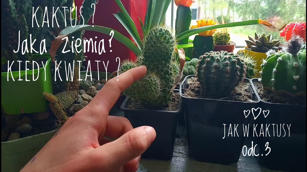 (Jaką ziemię, kiedy kwiaty). Jak w kaktusy? odcinek 03