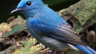 Download Lagu suara pikat slendang biru/ sikatan ninon MP3