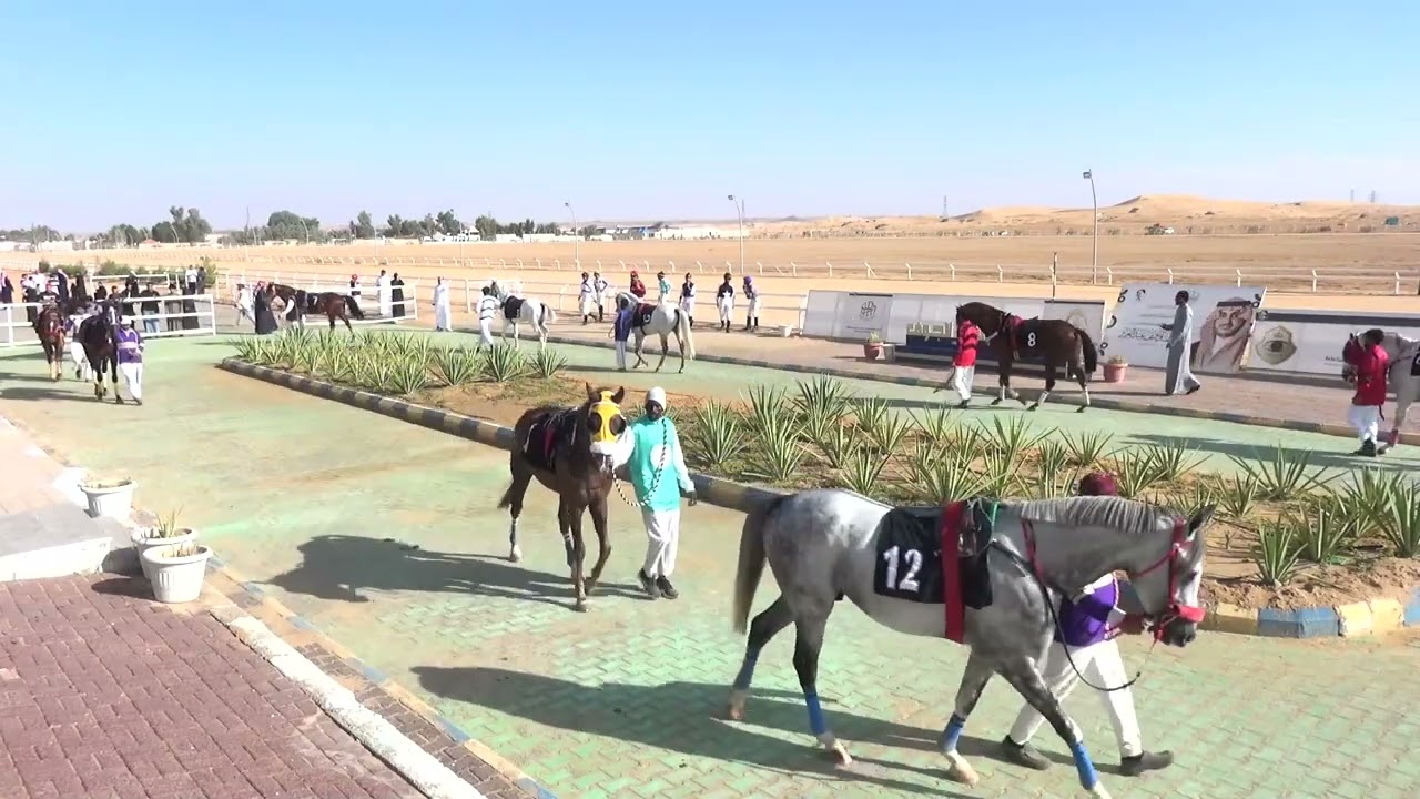 حفل (01) شوط (01) موسم 1447 الجواد الفائز هلال الذهب