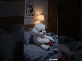 比熊妹深夜偷吃辣條被發現了!#cute  #youtube #pets #reels#funny  #youtubeshorts #dog#cutedog  #animals#shorts#puppy