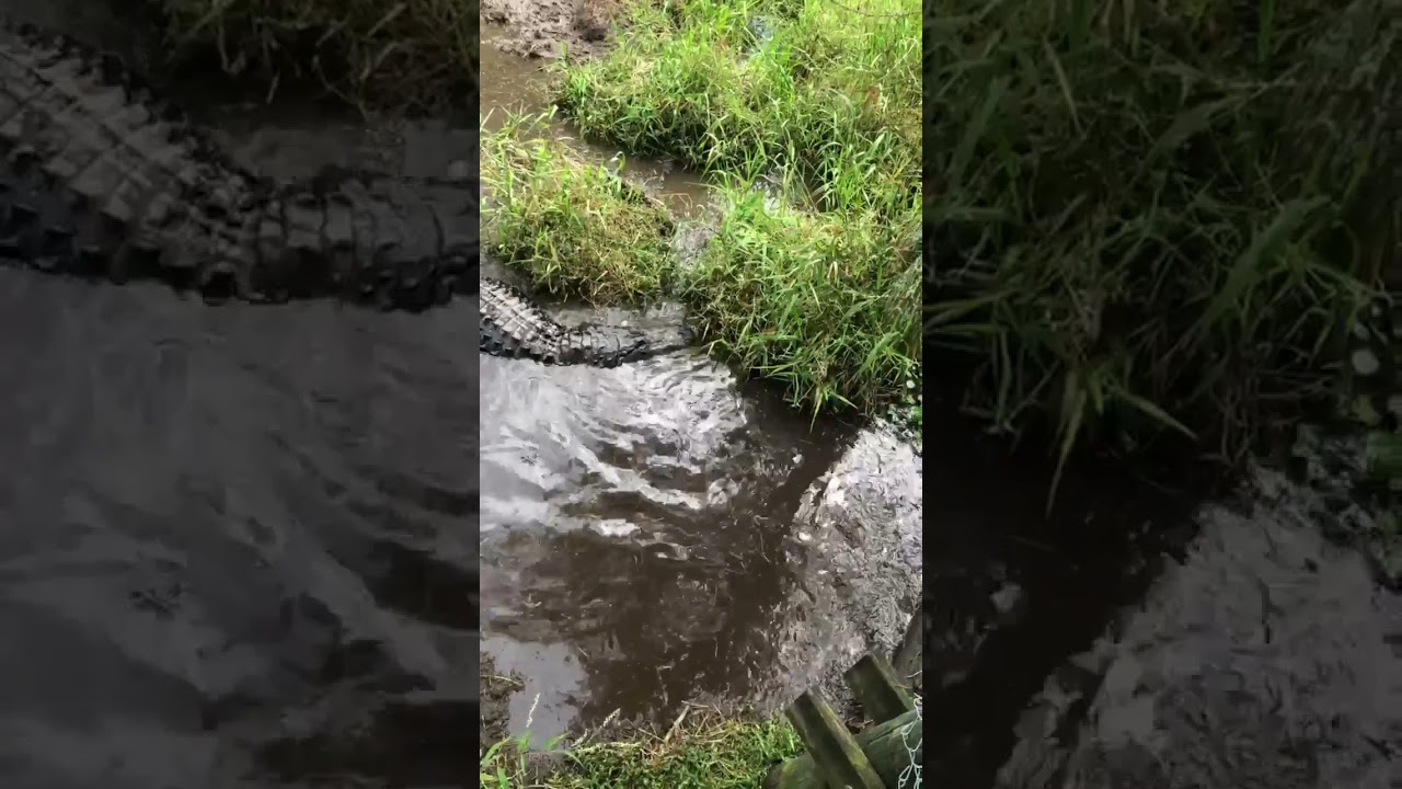 Alligator Alley Summerdale Alabama 🐊