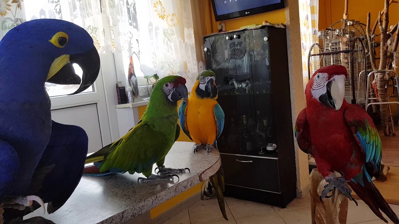 Когда у тебя дома живёт 1 попугай Ара - это весело,а когда у тебя живут 4попугая Ары - это праздник!