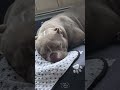 Sister exotic bully.    Subscribe!!!!