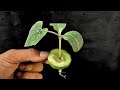 Growing cucumbers Plant at home || Simple Methods Grow Cucumbers Plant in organic fertiliser🥒🥒