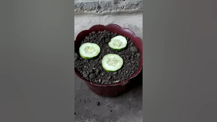 Growing cucumbers Plant at home || Simple Methods Grow Cucumbers Plant in organic fertiliser🥒🥒 - DayDayNews