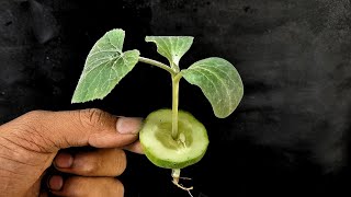 Growing Cucumbers Plant At Home Simple Methods Grow Cucumbers Plant In Organic Fertiliser