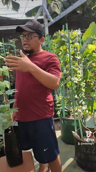 Bibit Anggur Baru Tiba? Ini Perlakuan Awal yang Tepat (2)