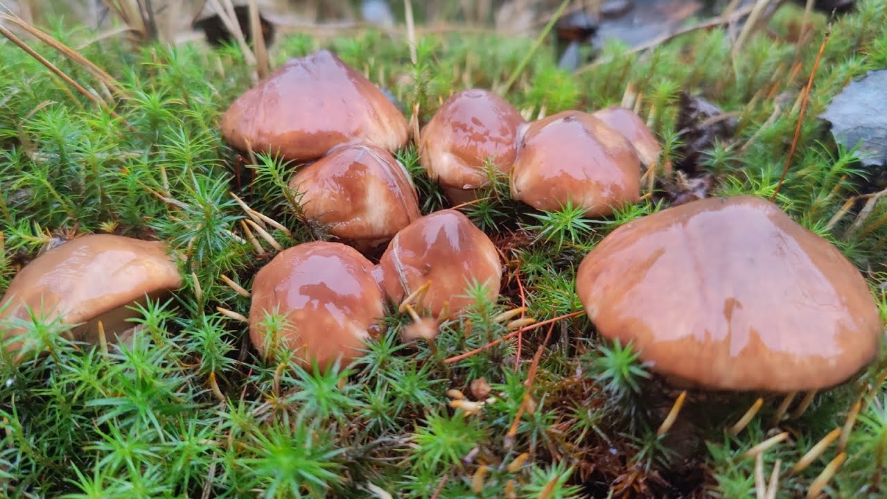 Последние грибы сезона 2025. Ноябрьские маслята.