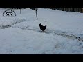 Chicken ain&#39;t liking the snow!