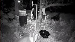 Possum Chases Skunk Opossum Bites Skunk