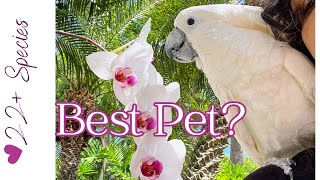 Do Cockatoos Make Good Pets? | #parrot_bliss #cockatoo #parrot