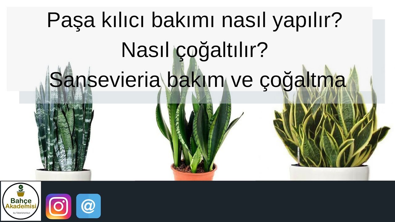Karanfil Cicegi Isabet Oldu