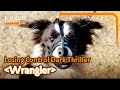 [K-CULTURE MINUTES: K-STORY] Ep.21 Movie 《Wrangler》