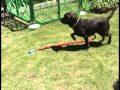 大型犬用フレペグ(Flepeg)  （強力ドックポール、係留ポール、ドックスティ）　動画