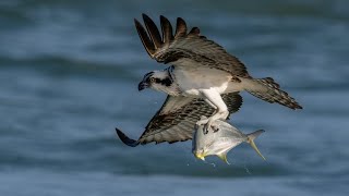 Osprey: Burung Pemangsa yang Doyan Makan Ikan