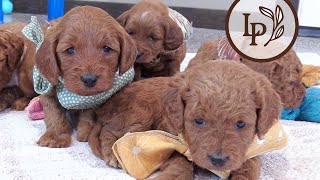 Meet Ruby's F1b Mini Irishdoodle Puppies! - The "Christmas Spirit" Litter