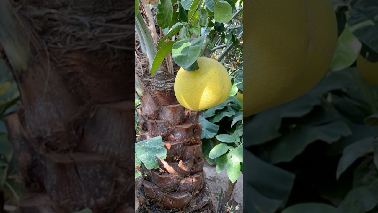 تغطية مهرجان الحريق للحمضيات ١٤٤١هـ